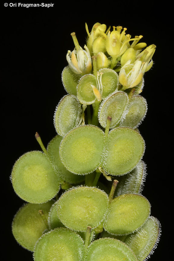 Biscutella didyma  Biscutella didyma,Geotagged,Mediterranean Buckler-Mustard,Spring