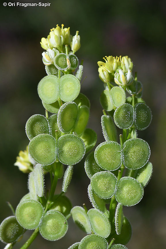 Biscutella didyma  Biscutella didyma,Geotagged,Mediterranean Buckler-Mustard,Spring