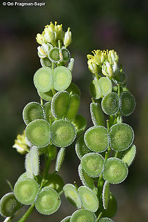 Biscutella didyma  Biscutella didyma,Geotagged,Mediterranean Buckler-Mustard,Spring