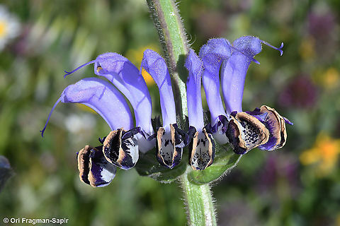 Salvia indica  Geotagged,Salvia indica,Spring