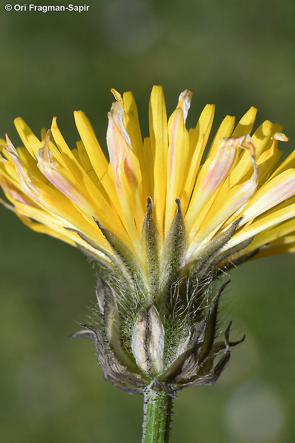 Crepis syriaca  Crepis syriaca,Geotagged,Spring