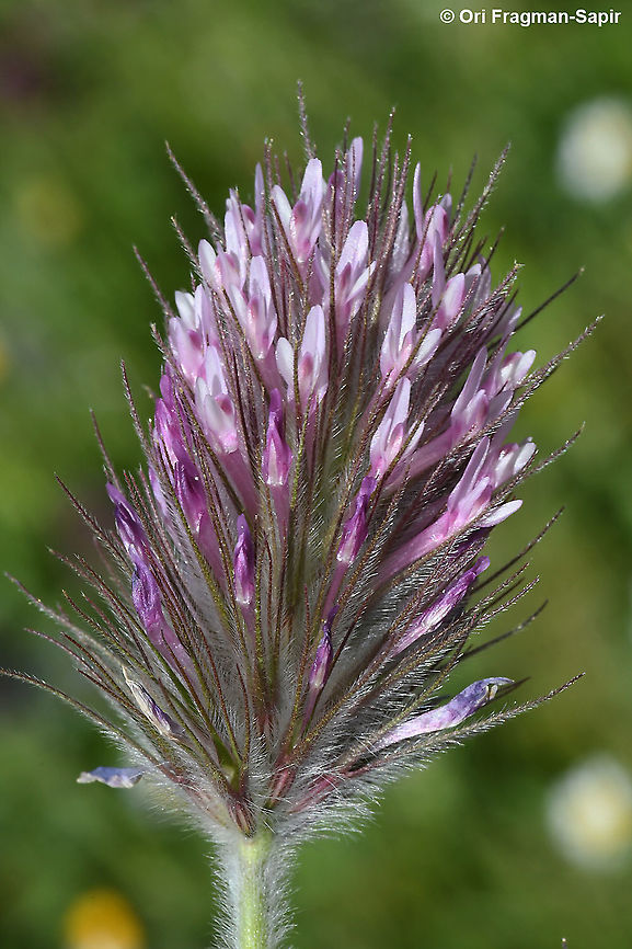 Trifolium dasyurum  Eastern Star Clover,Geotagged,Spring,Trifolium dasyurum