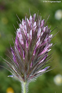 Trifolium dasyurum  Eastern Star Clover,Geotagged,Spring,Trifolium dasyurum