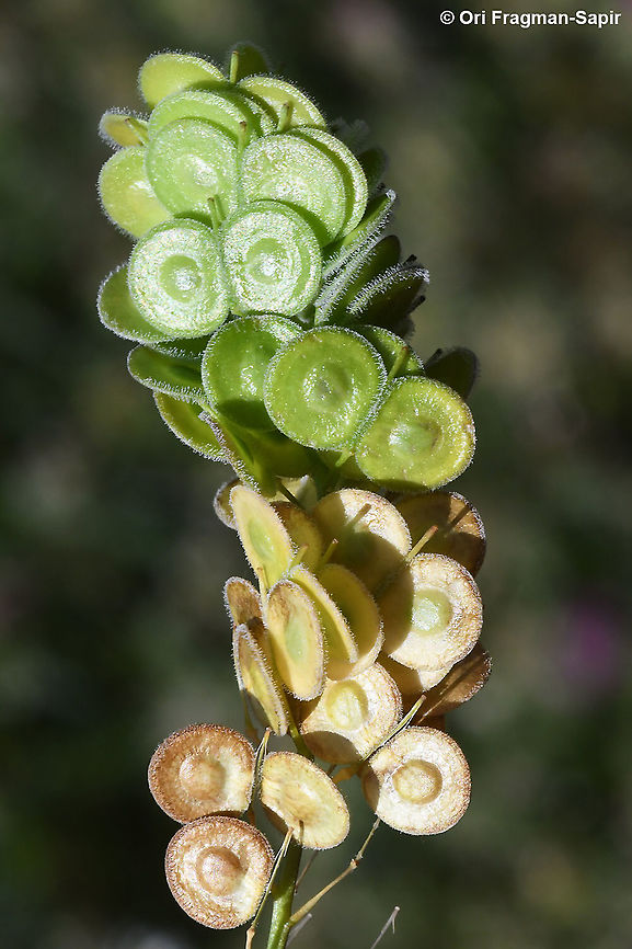 Biscutella didyma  Biscutella didyma,Geotagged,Mediterranean Buckler-Mustard,Spring