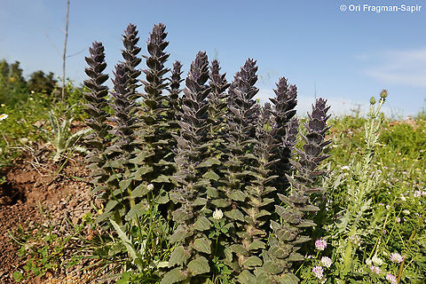 Ajuga orientalis  Ajuga orientalis,Geotagged,Spring