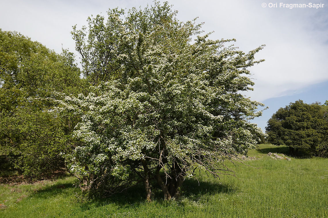 Crataegus monogyna  Common hawthorn,Crataegus monogyna,Geotagged,Spring