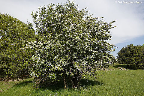 Crataegus monogyna  Common hawthorn,Crataegus monogyna,Geotagged,Spring
