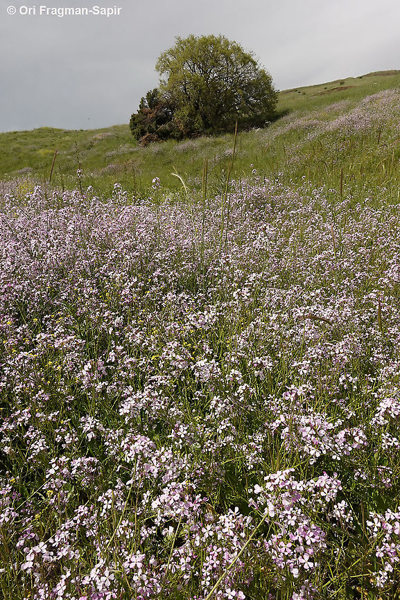 Raphanus pugioniformis  Geotagged,Raphanus pugioniformis,Spring