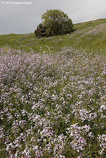 Raphanus pugioniformis  Geotagged,Raphanus pugioniformis,Spring