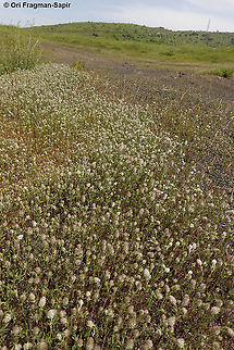 Trifolium arvense  Geotagged,Rabbit-foot clover,Spring,Trifolium arvense