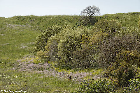 Quercus boissieri  Aleppo oak,Geotagged,Quercus infectoria,Spring