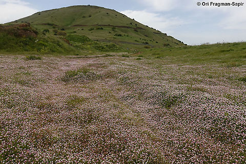 Trifolium glanduliferum  Geotagged,Spring,Trifolium glanduliferum