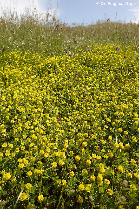 Trifolium campestre  Geotagged,Hop Trefoil,Spring,Trifolium campestre