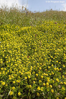 Trifolium campestre  Geotagged,Hop Trefoil,Spring,Trifolium campestre