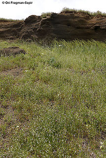 Vicia articulata  Geotagged,Spring,Vicia articulata