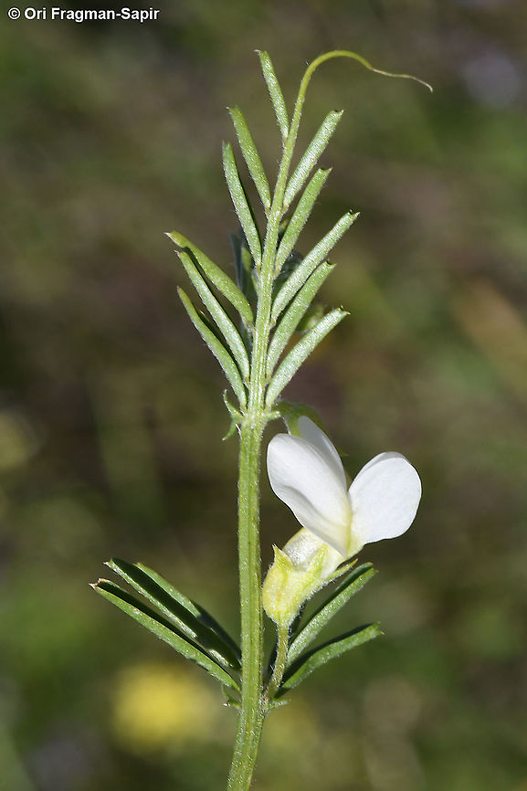 Vicia basaltica  Geotagged,Spring,Vicia basaltica