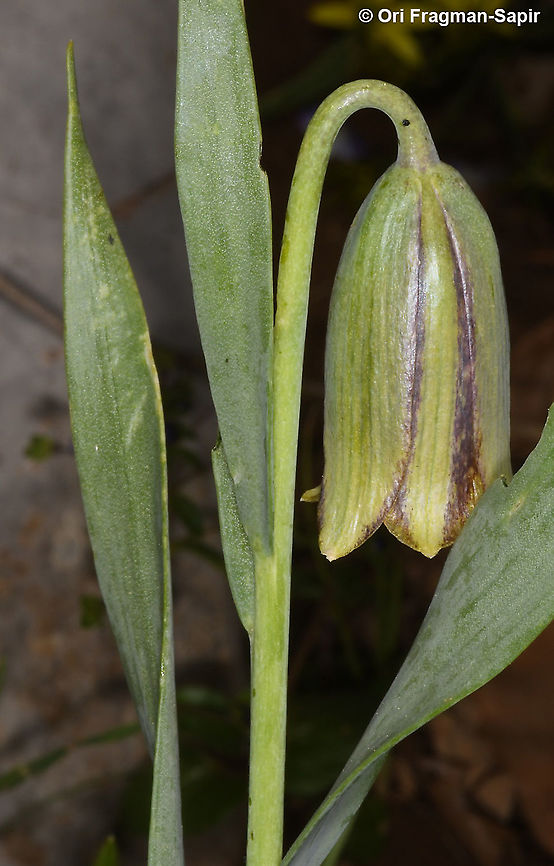 Fritillaria crassifolia  Fritillaria crassifolia,Geotagged,Spring