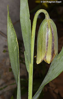 Fritillaria crassifolia  Fritillaria crassifolia,Geotagged,Spring