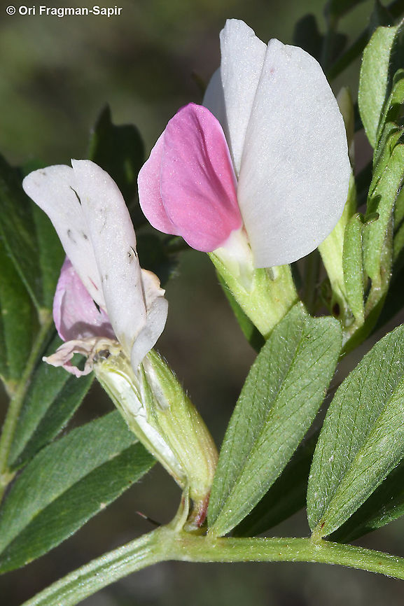 Vicia sativa a pale form Common vetch,Geotagged,Spring,Vicia sativa