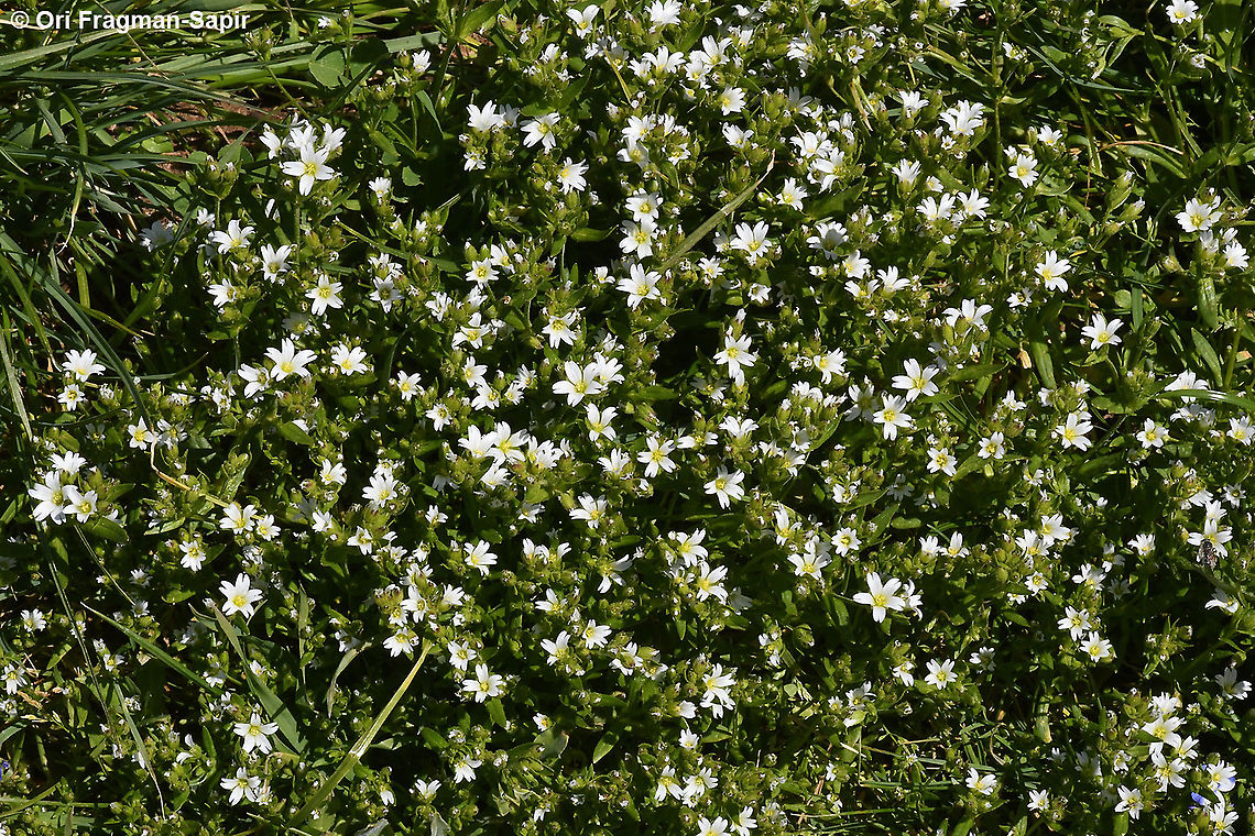 Cerastium dubium  Cerastium dubium,Geotagged,Spring