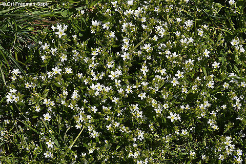 Cerastium dubium  Cerastium dubium,Geotagged,Spring
