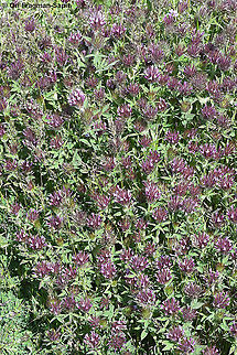 Trifolium dasyurum  Eastern Star Clover,Geotagged,Spring,Trifolium dasyurum