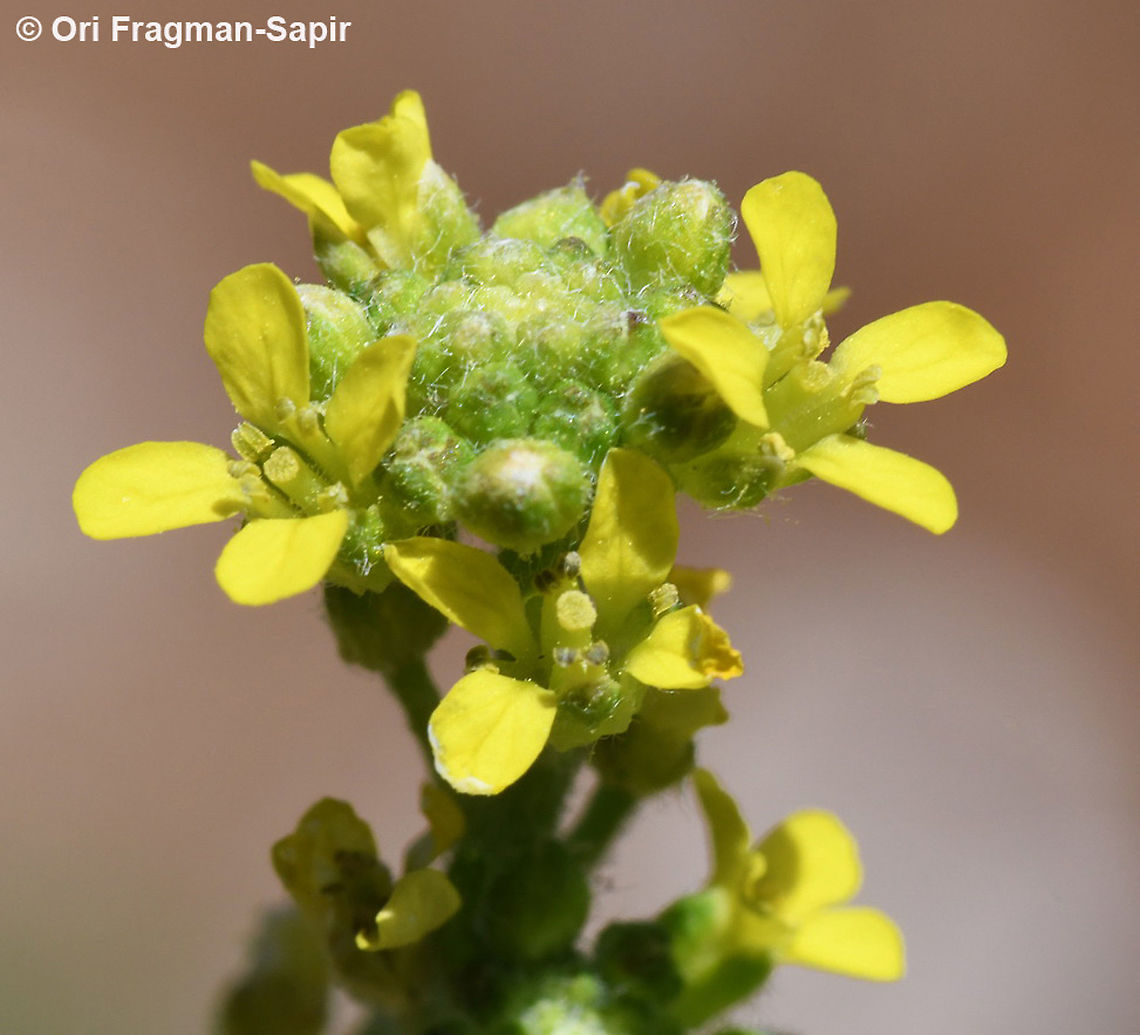 Sisymbrium officinale  Geotagged,Hedge-mustard,Sisymbrium officinale,Spring