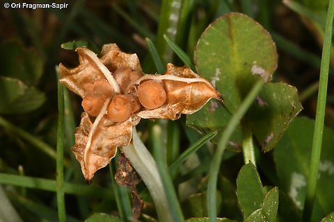Crocus ochroleucus  Crocus ochroleucus,Geotagged,Spring