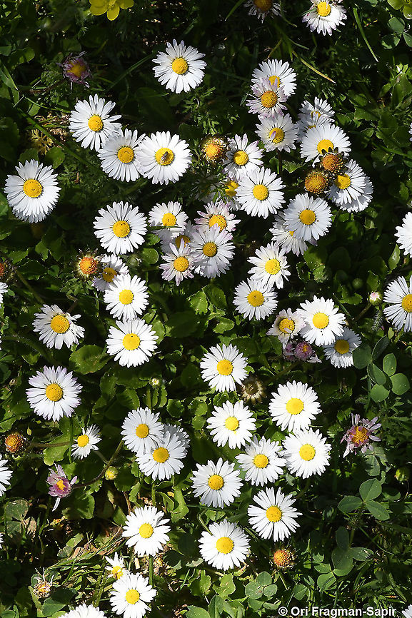 Bellis perennis  Bellis perennis,Common daisy,Geotagged,Spring
