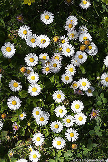 Bellis perennis  Bellis perennis,Common daisy,Geotagged,Spring