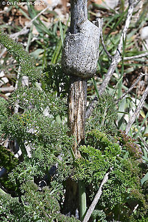 Ferula hermonis  Ferula hermonis,Geotagged,Spring