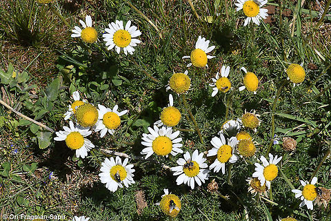 Tripleurospermum oreades  Geotagged,Spring,Tripleurospermum oreades