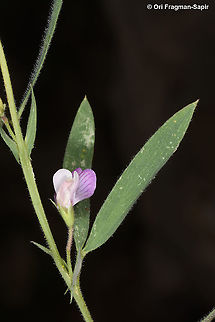 Lathyrus inconspicuus  Geotagged,Lathyrus inconspicuus,Spring