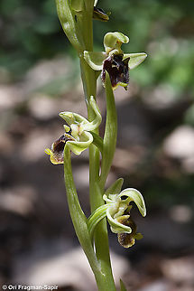 Ophrys bornmuelleri  Geotagged,Ophrys bornmuelleri,Spring
