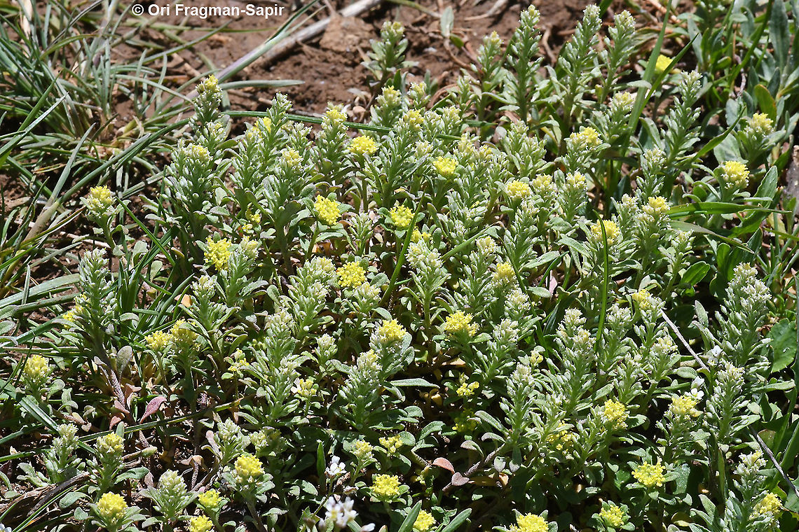 Alyssum szovitsianum  Alyssum szovitsianum,Geotagged,Spring