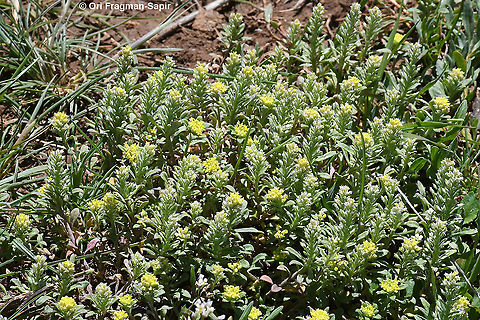 Alyssum szovitsianum