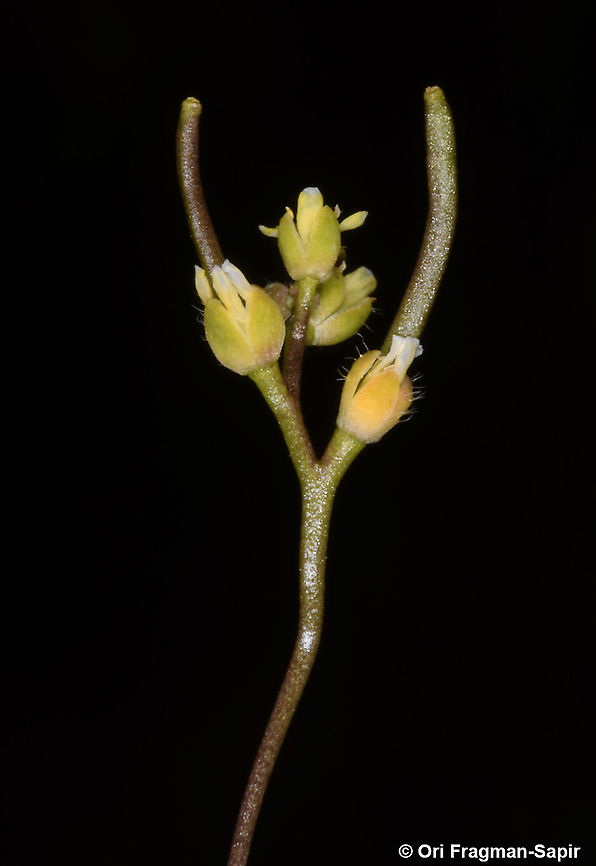 Draba nuda  Draba nuda,Geotagged,Spring