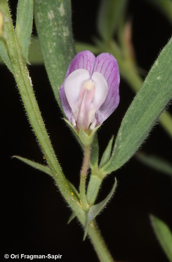 Lathyrus inconspicuus  Geotagged,Lathyrus inconspicuus,Spring