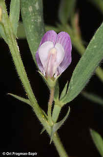 Lathyrus inconspicuus  Geotagged,Lathyrus inconspicuus,Spring