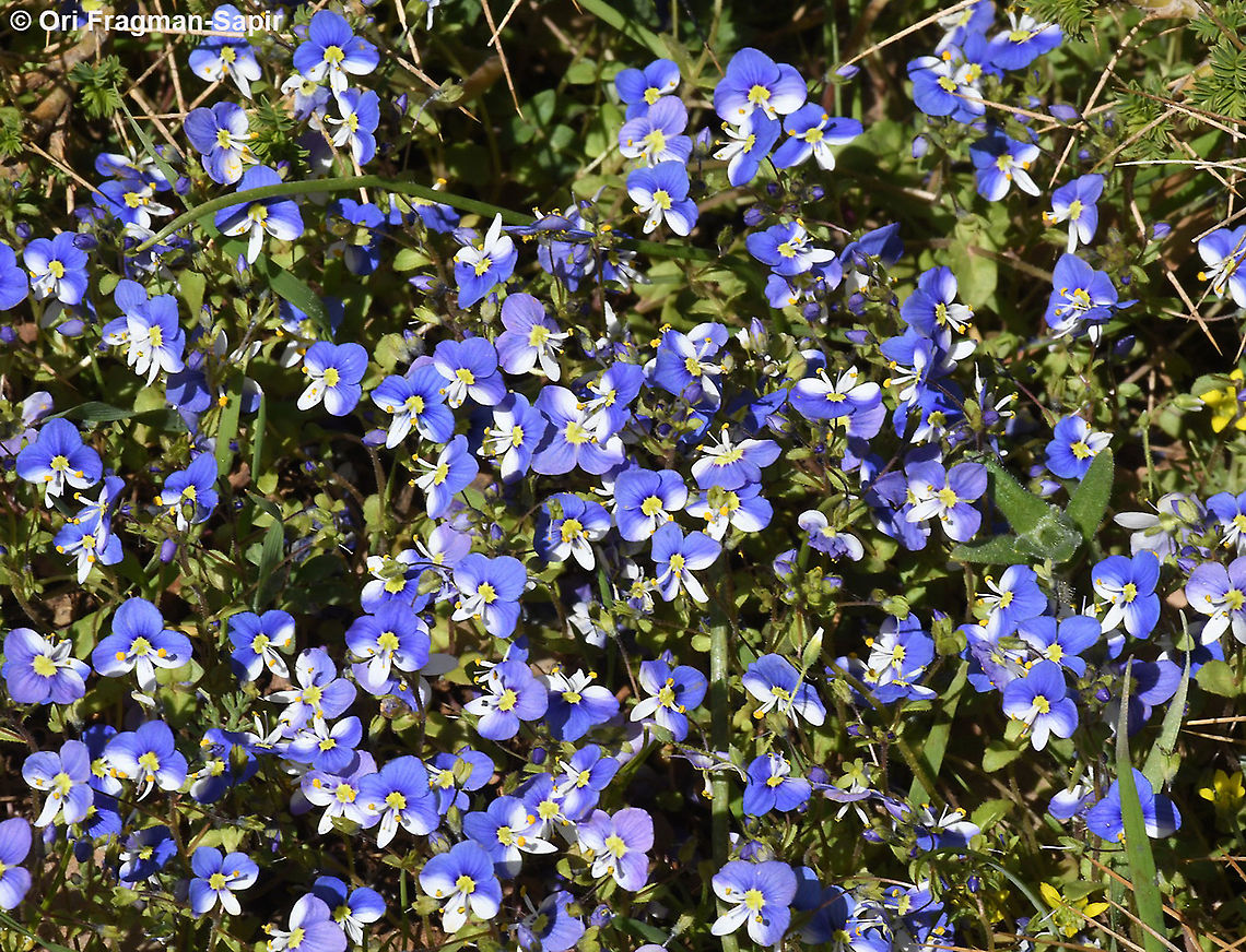 Veronica syriaca  Geotagged,Israel,Spring,Syrian Speedwell,Veronica syriaca