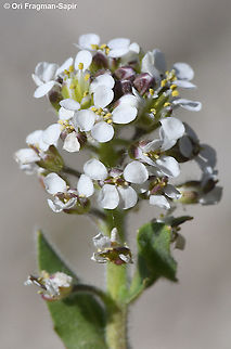 Lepidium hirtum  Geotagged,Israel,Lepidium hirtum,Spring