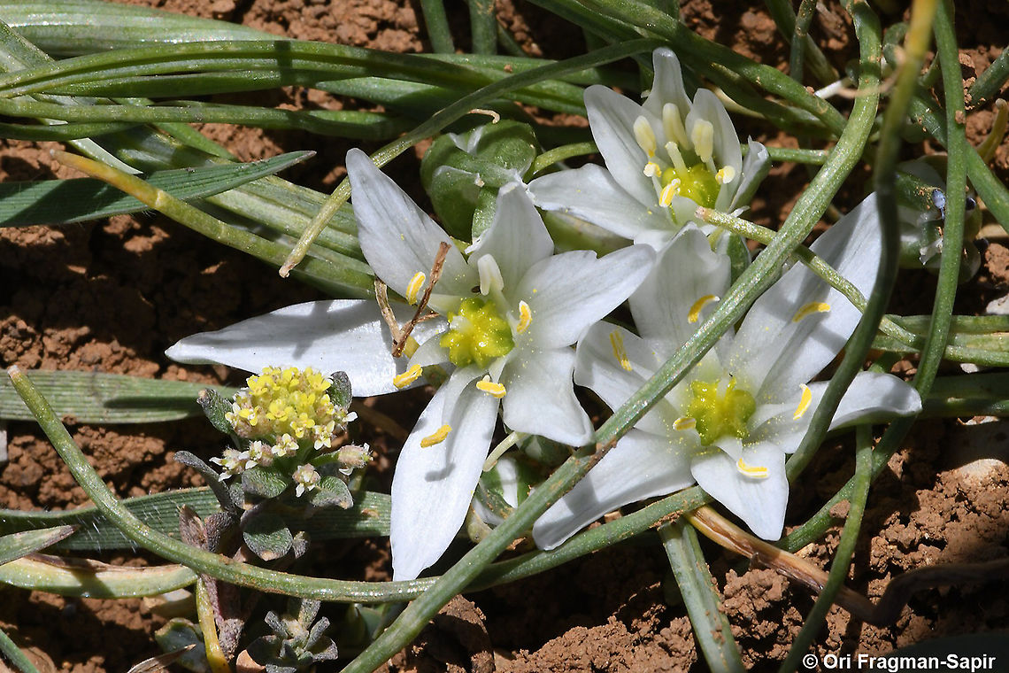 Ornithogalum refractum  Geotagged,Israel,Ornithogalum refractum,Spring