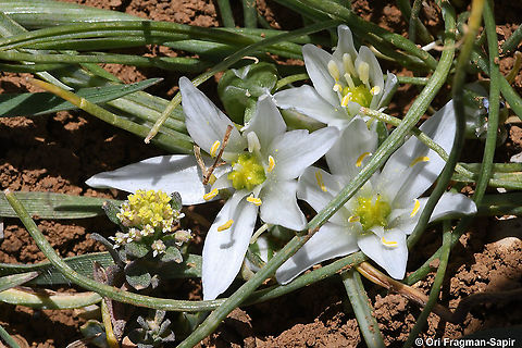 Ornithogalum refractum  Geotagged,Israel,Ornithogalum refractum,Spring