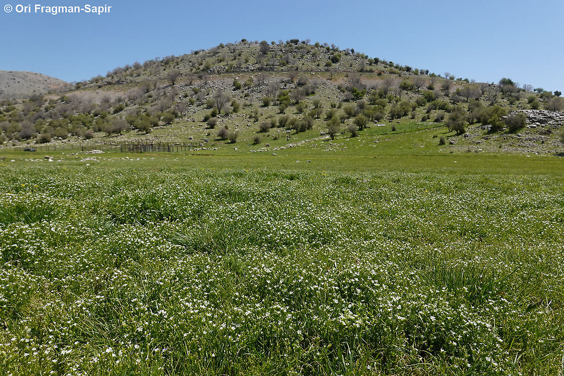 Cerastium dubium  Cerastium dubium,Geotagged,Spring