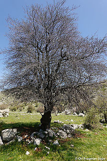 Prunus ursina  Bears plum,Geotagged,Prunus ursina,Spring