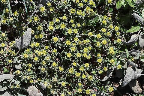 Alyssum szovitsianum  Alyssum szovitsianum,Geotagged,Israel,Spring