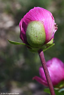 Paeonia mascula  Geotagged,Israel,Paeonia mascula,Spring