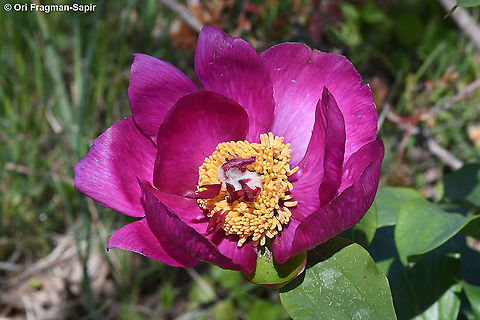 Paeonia mascula  Geotagged,Israel,Paeonia mascula,Spring