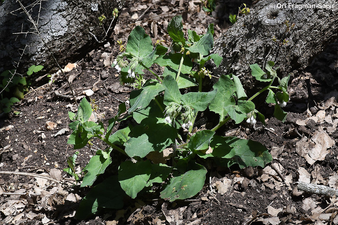 Symphytum brachycalyx  Geotagged,Israel,Palestine Comfrey,Spring,Symphytum brachycalyx