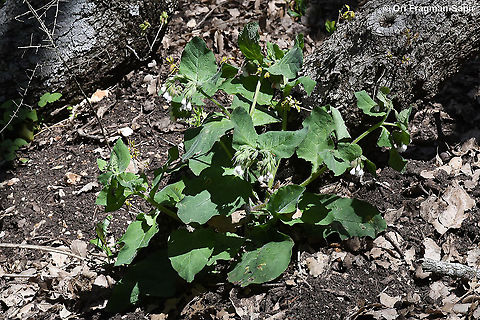 Symphytum brachycalyx  Geotagged,Israel,Palestine Comfrey,Spring,Symphytum brachycalyx